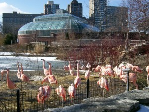 Розовые фламинго в Линкольн Парке