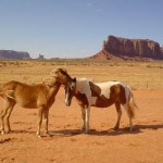 Лошади в национальном парке «Долина монументов»