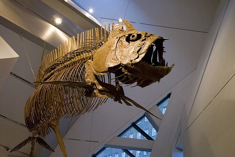 Скелет_доисторической_рыбы_в_королевском_музее_Онтарио