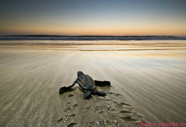 Морская черепаха на пляже Коста-Рики