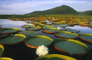 Озеро_Пантанал_в_Бразилии